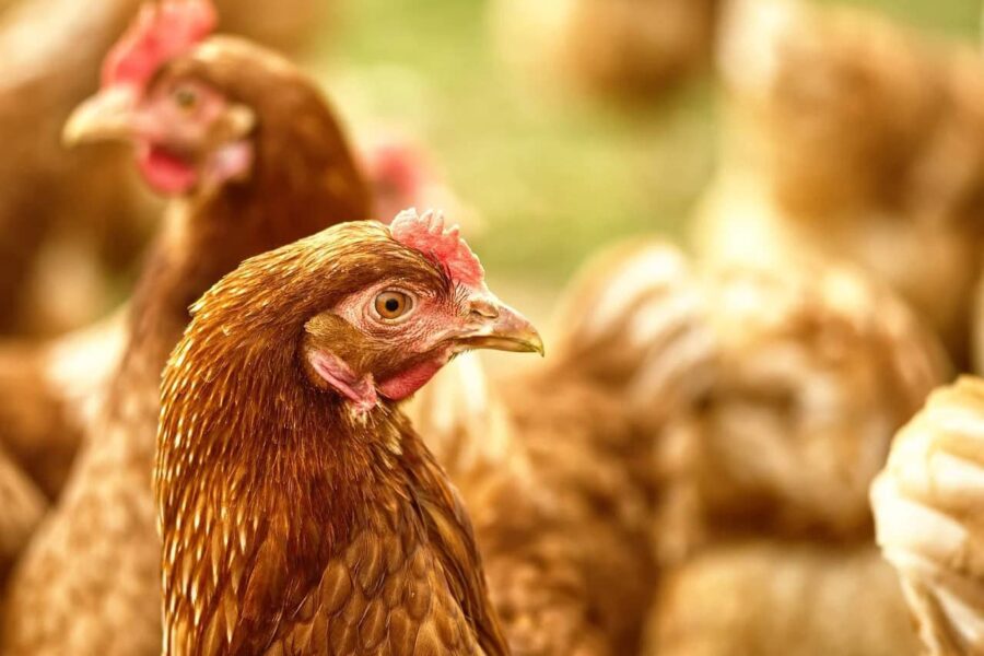 Vogelgriep vastgesteld op biologisch pluimveebedrijf in Zeewolde
