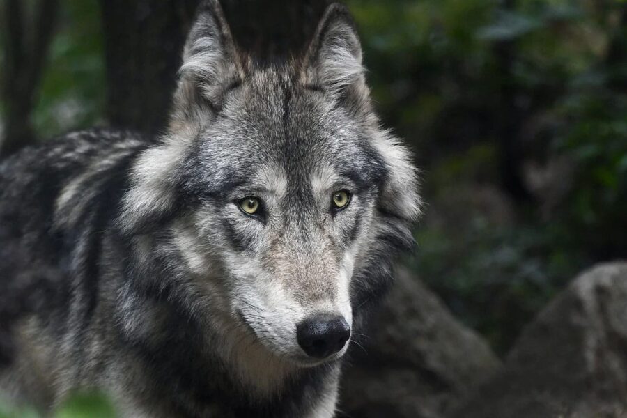 Poll: De wolf is een aanwinst voor de Hollandse natuur
