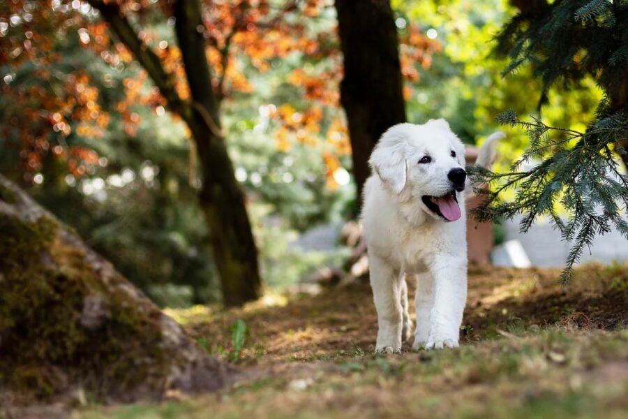 Is uw hond al gechipt en geregistreerd? Vanaf vandaag gelden er nieuwe regels