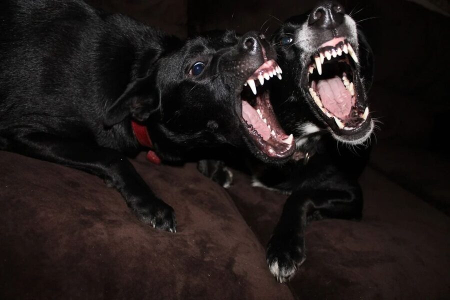 Per 1 januari verbod stroomstootapparatuur bij honden