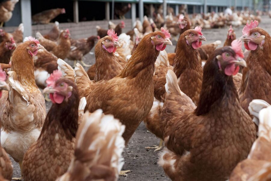 Kippen weer vrij! Pluimvee mag naar buiten, behalve in de Gelderse Vallei