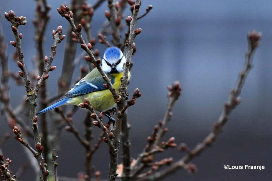 Pimpelmees in de top van eikenboom, mooi natuurmoment tijdens deze grijze dagen