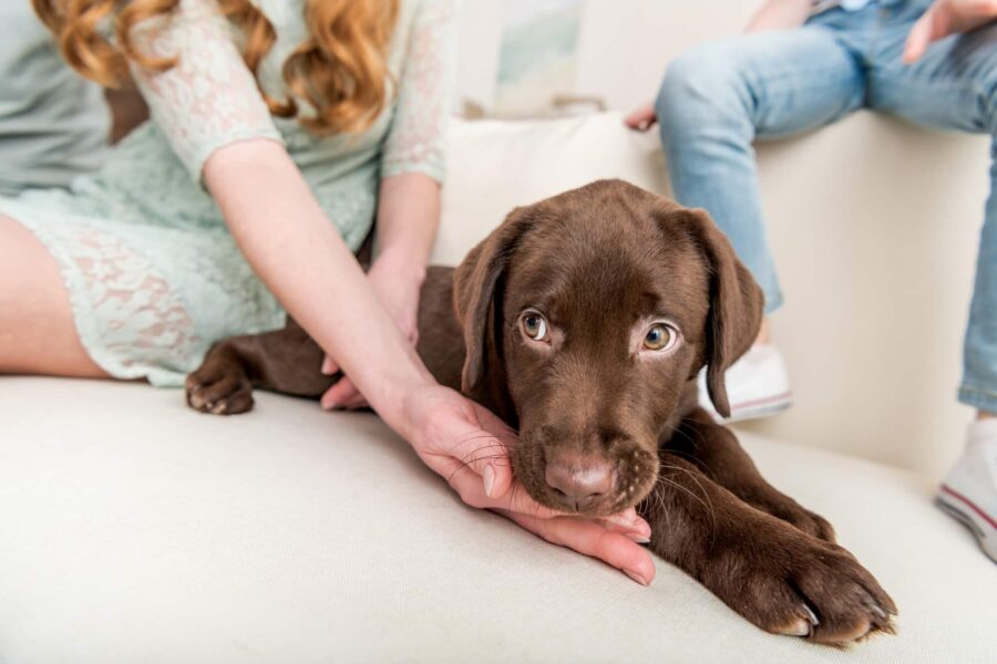 Puppy verkoop bij verdachte adressen in Veldhoven
