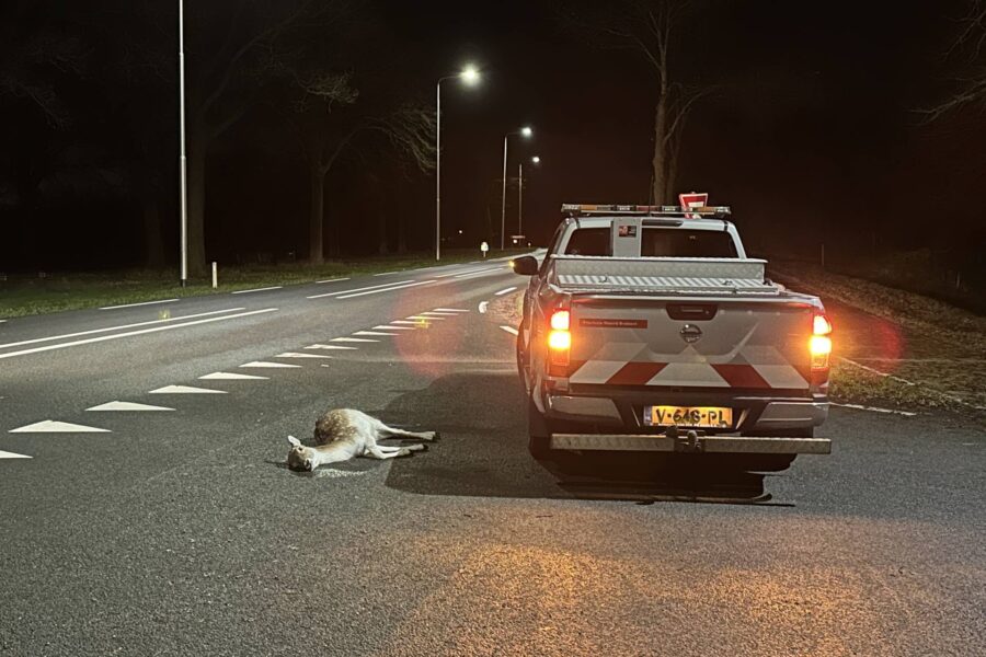 Hertjes overleven aanrijding met auto op de N272 in Handel niet