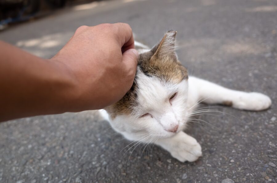 Landelijke chipplicht voor katten om kat en baasje sneller te herenigen