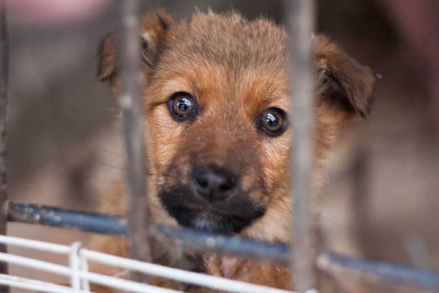 Twee aanhoudingen voor illegale puppyhandel in Veldhoven