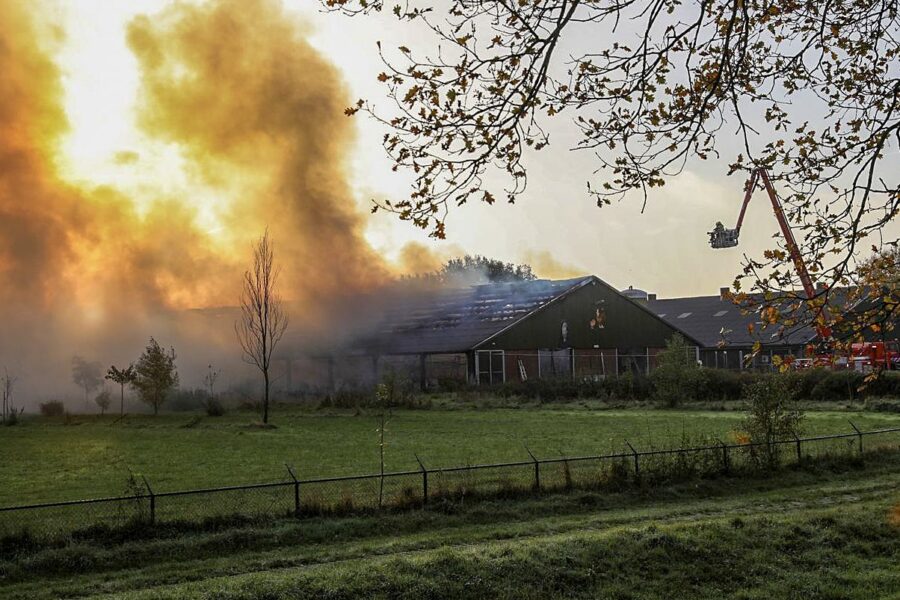 Meer dierlijke slachtoffers door stalbranden in 2022