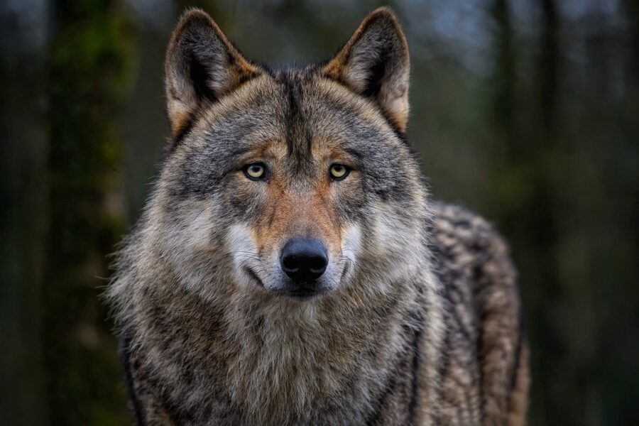 Wolf