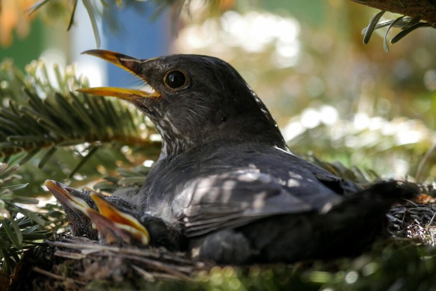 Broedseizoen: geef vogels en andere dieren de rust die ze nodig hebben