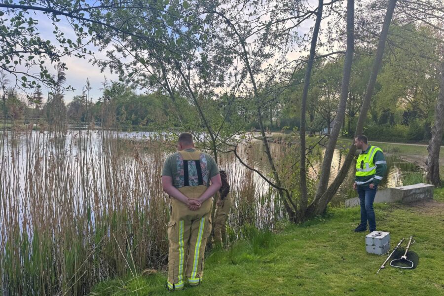 Meerkoet bevrijd uit visdraad in Gemert