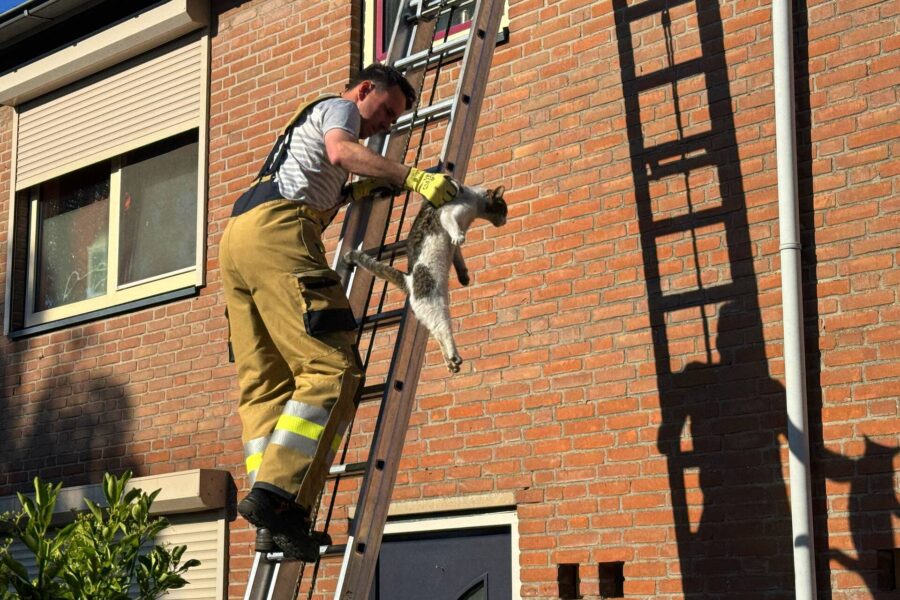 Kat bevrijd uit benarde positie onder dakpannen in Gemert