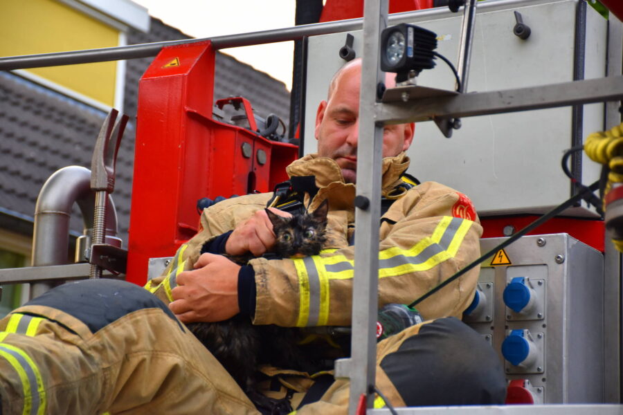 Brandweer in Waalre redt kat uit boom