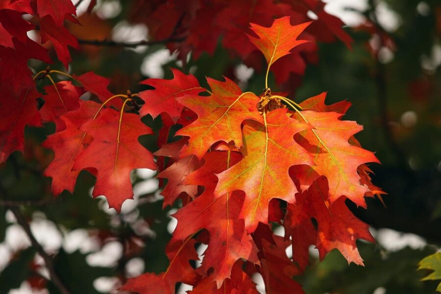 De herfst is hét seizoen om in uw tuin aan de slag te gaan