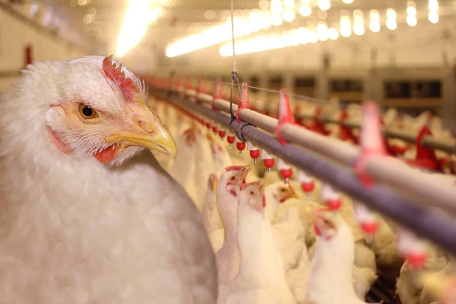Vogelgriep vastgesteld in grensgebied Duitsland