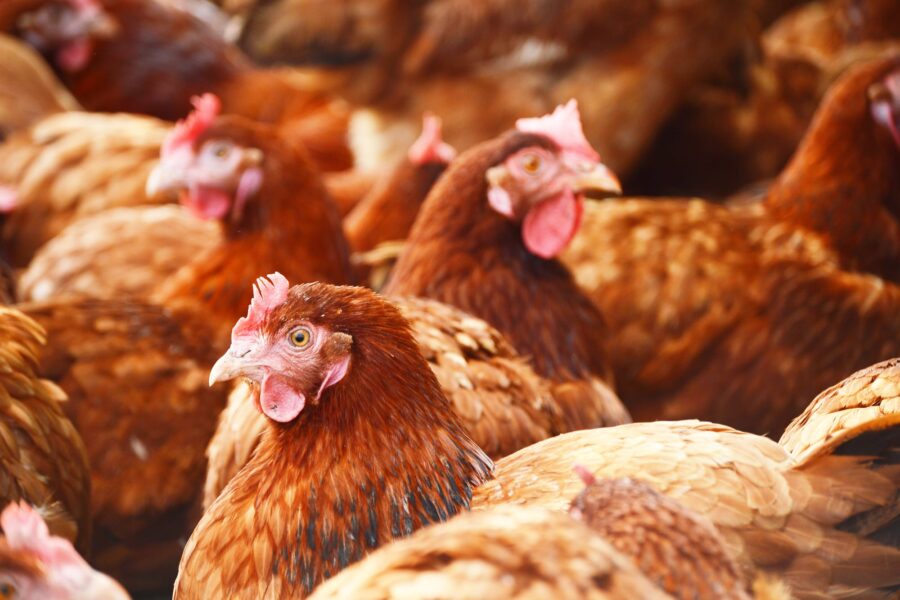 Kabinet zet volgende stap met verplichte vaccinatie tegen vogelgriep